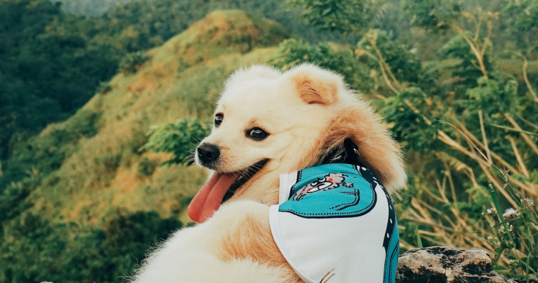 Konkurs DC Liga Super Pets