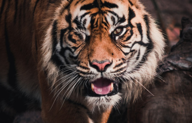 Loteria OBCZAJ TIGER