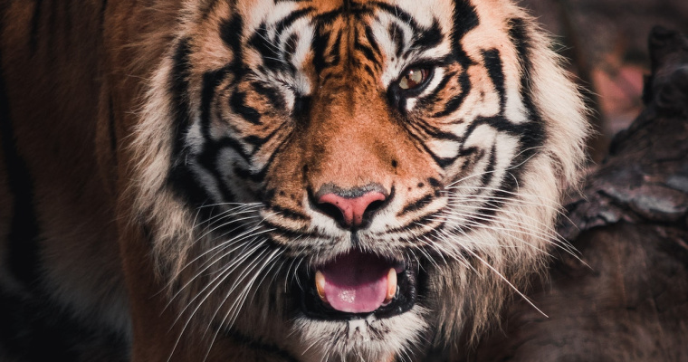 Loteria OBCZAJ TIGER