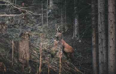 XXII Konkurs Fotograficzny - Leśne fotografie