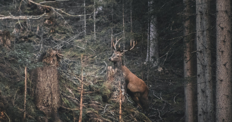 XXII Konkurs Fotograficzny - Leśne fotografie